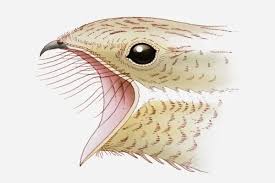 Attēlu rezultāti vaicājumam “Caprimulgus europaeus”