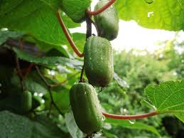 Attēlu rezultāti vaicājumam “Actinidia kolomikta fruit”
