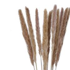 Attēlu rezultāti vaicājumam “Gramineae”