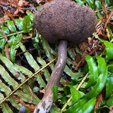 Attēlu rezultāti vaicājumam “Porphyrellus porphyrosporus”