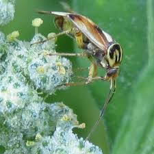 Attēlu rezultāti vaicājumam “Lygus pratensis imago”