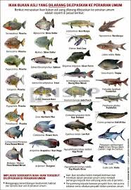Image result for ikan