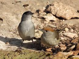 Attēlu rezultāti vaicājumam “Sylvia atricapilla”
