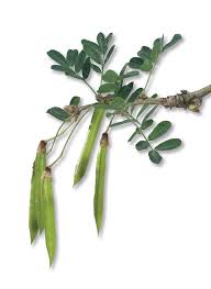 Attēlu rezultāti vaicājumam “Caragana arborescens fruit”