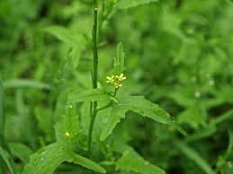 Attēlu rezultāti vaicājumam “Sisymbrium altissimum”