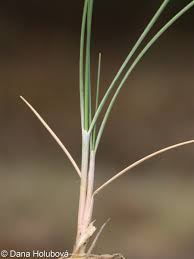 Attēlu rezultāti vaicājumam “Festuca psammophila”