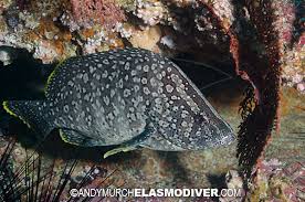 Image result for Dermatolepis inermis