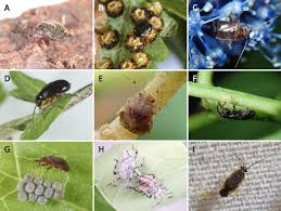 Attēlu rezultāti vaicājumam “Alloeotomus sp.”