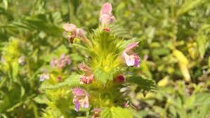 Attēlu rezultāti vaicājumam “Galeopsis bifida”