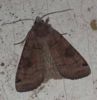 Attēlu rezultāti vaicājumam “Xestia baja”