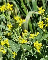 Attēlu rezultāti vaicājumam “Sisymbrium volgense flower”