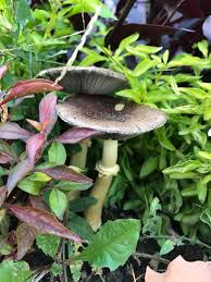 Attēlu rezultāti vaicājumam “Hygrohypnum luridum sporophyte”