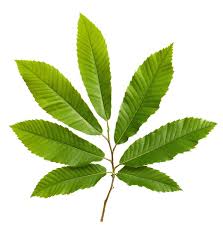 Attēlu rezultāti vaicājumam “Castanea sativa”