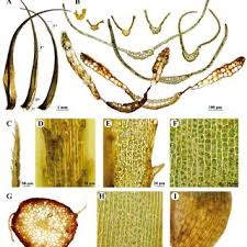 Attēlu rezultāti vaicājumam “Dicranum leioneuron”