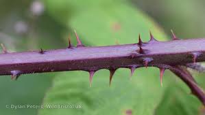 Attēlu rezultāti vaicājumam “Scapania mucronata macro”