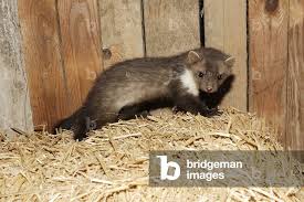 Attēlu rezultāti vaicājumam “Martes foina”