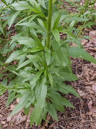 Attēlu rezultāti vaicājumam “Erigeron annuus leaf”