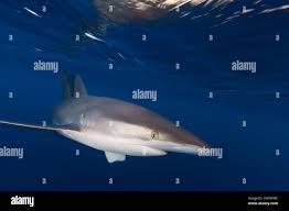 Image result for Carcharhinus falciformis