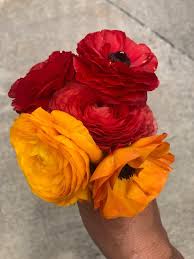 Attēlu rezultāti vaicājumam “Ranunculus lanuginosus bud”