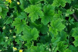 Attēlu rezultāti vaicājumam “Waldsteinia geoides flower”