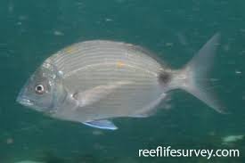 Image result for Diplodus cervinus