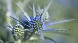 Image result for Edeldistel