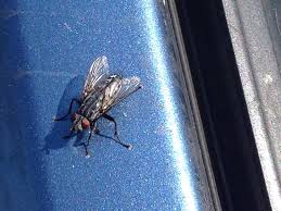 Attēlu rezultāti vaicājumam “Sarcophagidae”