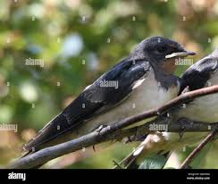 Attēlu rezultāti vaicājumam “Hirundo rustica juvenile”