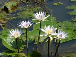Attēlu rezultāti vaicājumam “Nymphaea alba flower”