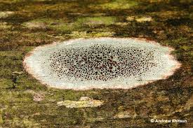 Attēlu rezultāti vaicājumam “Lecanora allophana”