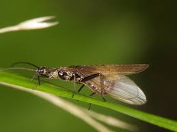 Attēlu rezultāti vaicājumam “Plecoptera”