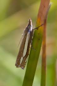 Attēlu rezultāti vaicājumam “Crambus silvella”