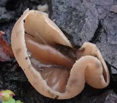 Attēlu rezultāti vaicājumam “Peziza flavida”