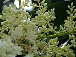 Attēlu rezultāti vaicājumam “Syringa reticulata subsp. amurensis flower”