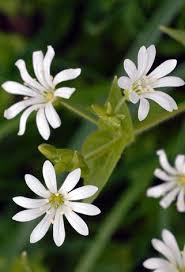 Attēlu rezultāti vaicājumam “Stellaria nemorum flower”