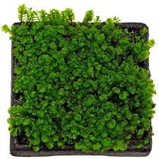 Attēlu rezultāti vaicājumam “Jungermannia subulata”