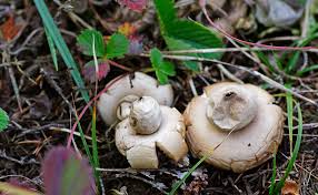 Attēlu rezultāti vaicājumam “Geastrum fimbriatum”