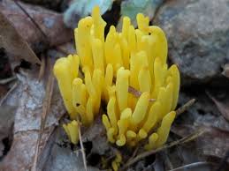 Attēlu rezultāti vaicājumam “Clavulinopsis helvola”