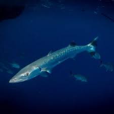 Image result for Black Country Barracudas Sub Aqua Club