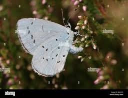 Attēlu rezultāti vaicājumam “Celastrina argiolus female”