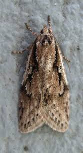 Attēlu rezultāti vaicājumam “Elachistidae”