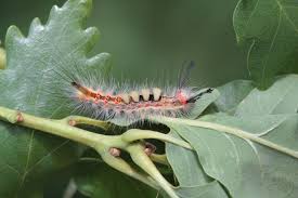 Attēlu rezultāti vaicājumam “Orgyia antiqua imago”