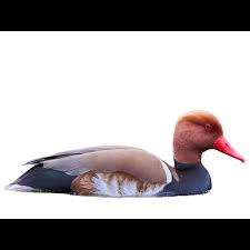 Image result for Netta rufina