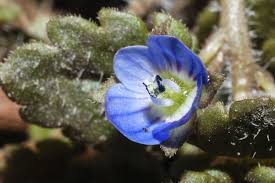Attēlu rezultāti vaicājumam “Veronica arvensis flower”