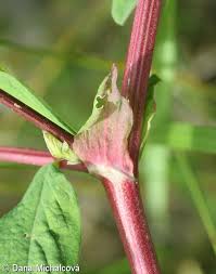 Attēlu rezultāti vaicājumam “Astragalus glycyphyllos flower”