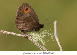 Attēlu rezultāti vaicājumam “Erebia aethiops underside”