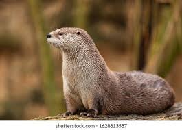 Attēlu rezultāti vaicājumam “Lutra lutra”