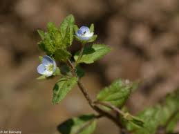 Attēlu rezultāti vaicājumam “Veronica agrestis leaf”