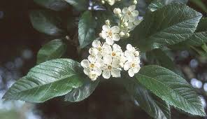 Attēlu rezultāti vaicājumam “Crataegus x macrocarpa leaf”