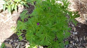 Attēlu rezultāti vaicājumam “Geranium dissectum leaf”